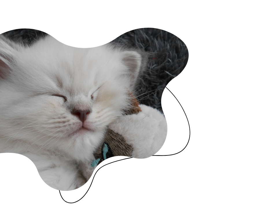 https://catterycasadekapel.be/wp-content/uploads/2023/05/Ragdoll-aby-.png