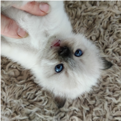 https://catterycasadekapel.be/wp-content/uploads/2023/05/de-Ragdoll.jpg