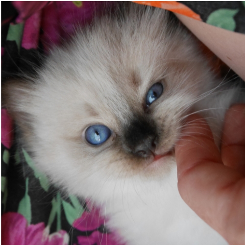 https://catterycasadekapel.be/wp-content/uploads/2023/05/de-Ragdoll4.jpg