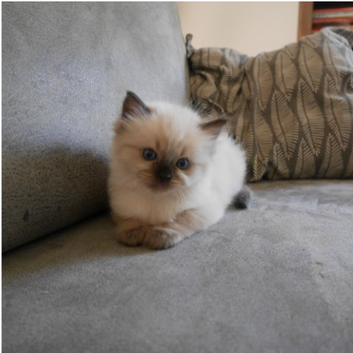 https://catterycasadekapel.be/wp-content/uploads/2023/05/kittens-1.jpg