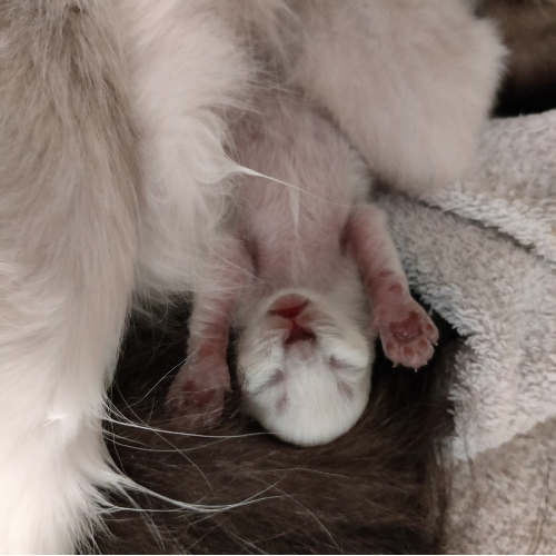 https://catterycasadekapel.be/wp-content/uploads/2023/05/kittens.jpg