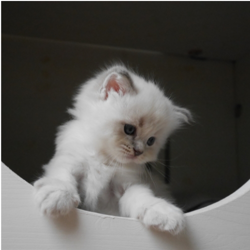 https://catterycasadekapel.be/wp-content/uploads/2023/05/kittens1-1.jpg