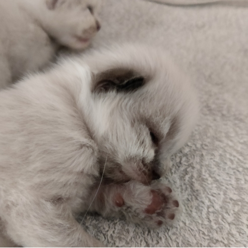 https://catterycasadekapel.be/wp-content/uploads/2023/05/kittens1.jpg