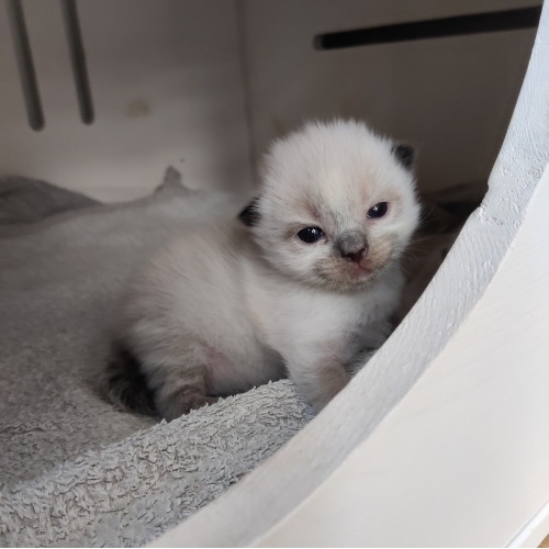 https://catterycasadekapel.be/wp-content/uploads/2023/05/kittens2.jpg