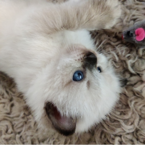 https://catterycasadekapel.be/wp-content/uploads/2023/05/kittens3.jpg