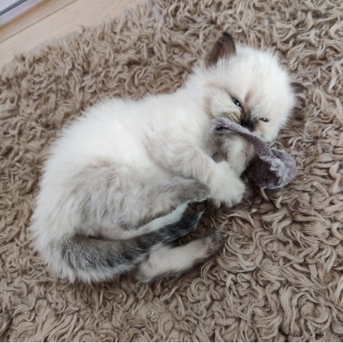 https://catterycasadekapel.be/wp-content/uploads/2023/05/kittens4.jpg