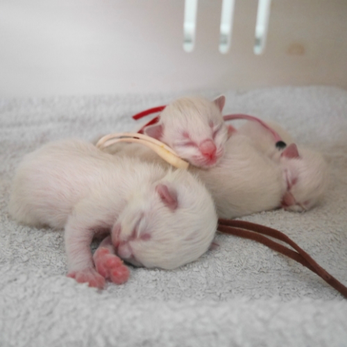 https://catterycasadekapel.be/wp-content/uploads/2023/06/kittens11.jpg