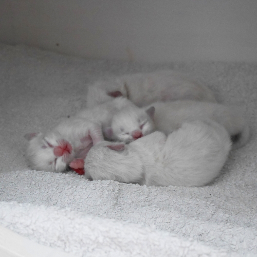 https://catterycasadekapel.be/wp-content/uploads/2023/06/kittens6.jpg