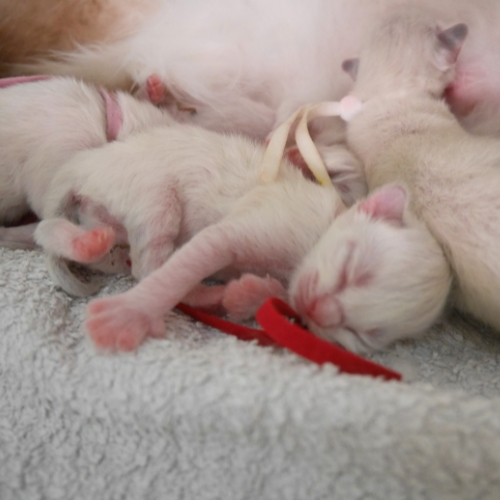https://catterycasadekapel.be/wp-content/uploads/2023/06/kittens8.jpg