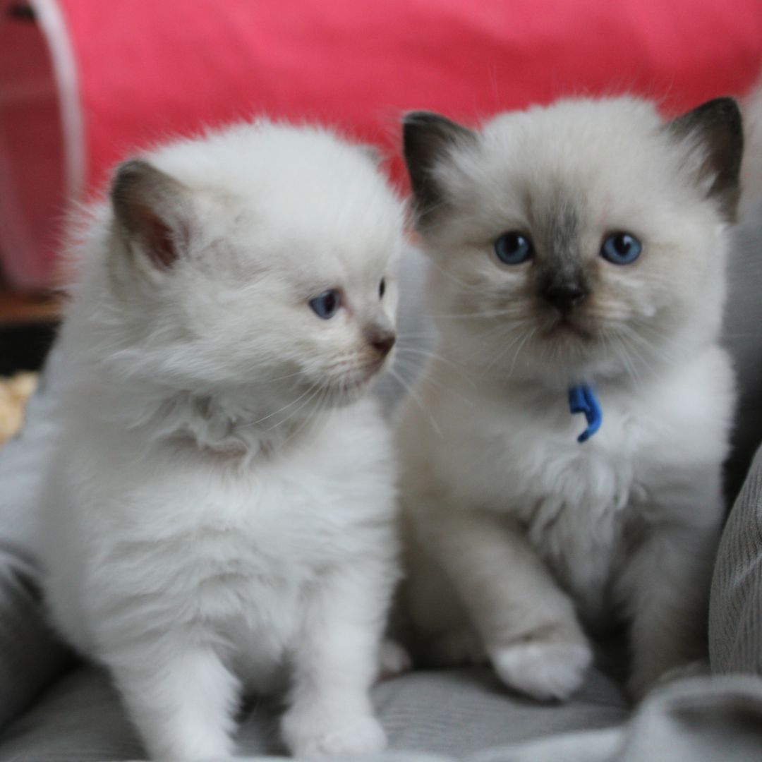 https://catterycasadekapel.be/wp-content/uploads/2024/04/nestje-maart-2024-kitten-blauw4.jpg