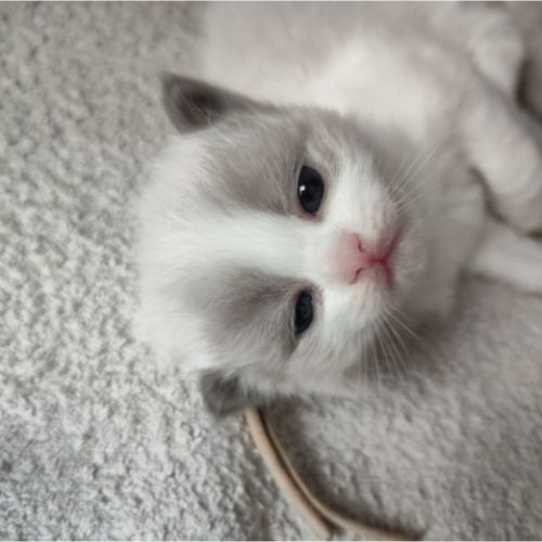 kitten blauw