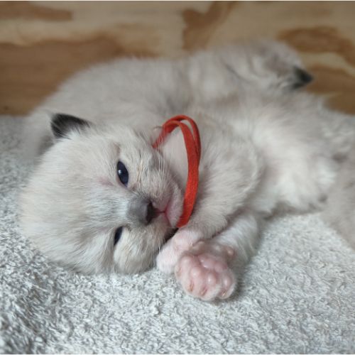 kitten oranje