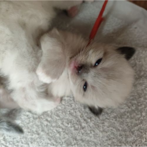kitten oranje(1)