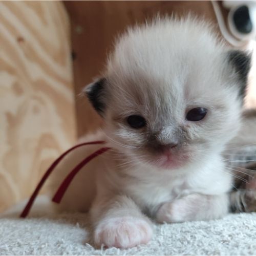 kitten rood