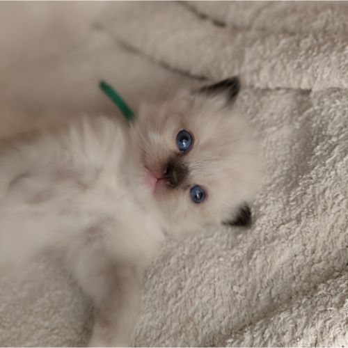 kitten appelblauwzeegroen