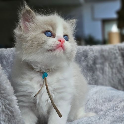 kitten blauw
