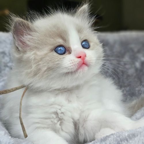 kitten blauw(1)