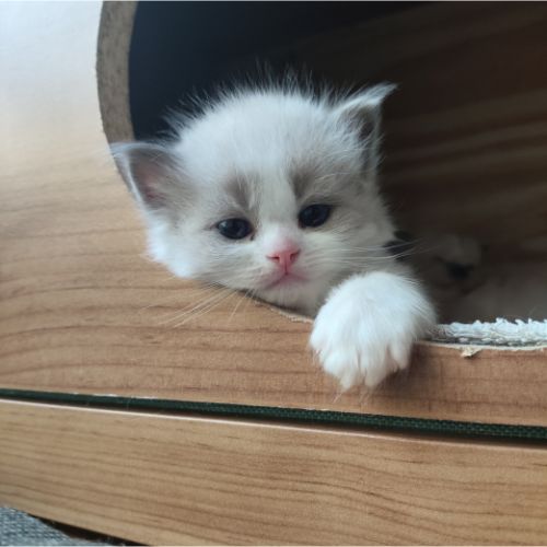 kitten blauw(1)