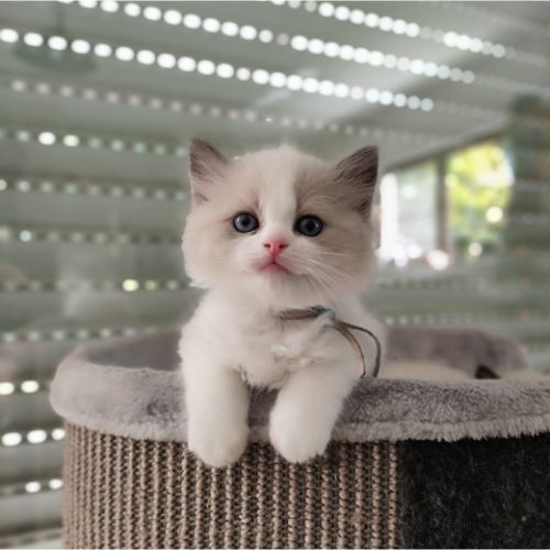 kitten blauw(2)
