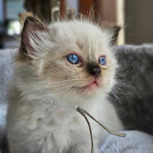 kitten grijs