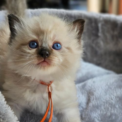 kitten oranje