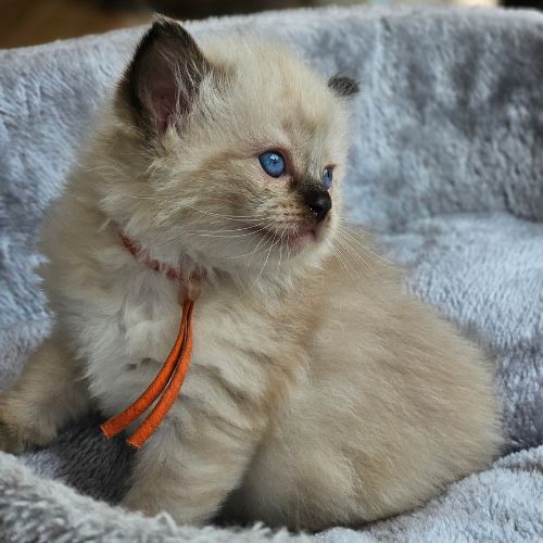 kitten oranje(1)