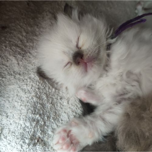 kitten paars