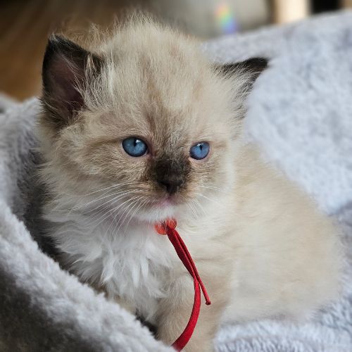 kitten rood
