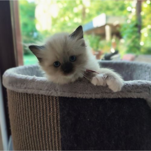 kitten rood(1)