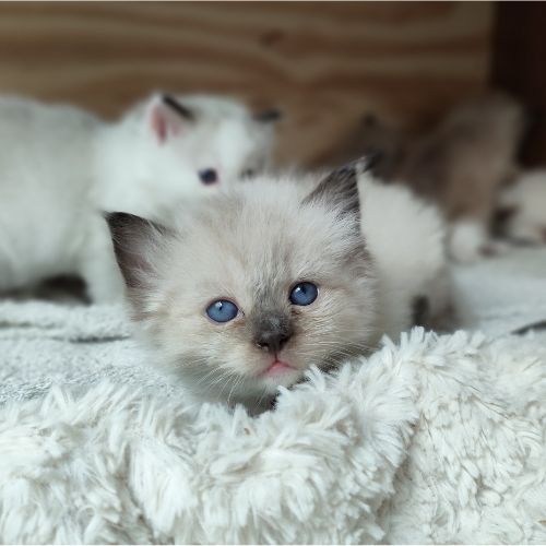 kitten roze