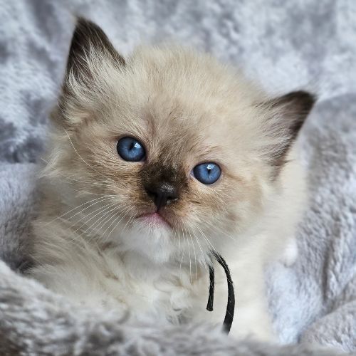 kitten zwart