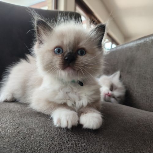 kittens bubbles