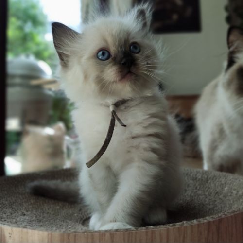 kittens grijs(1)
