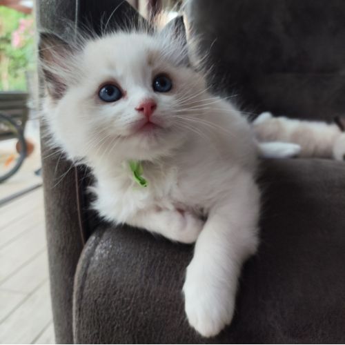 kittens groen