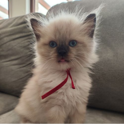 kittens rood(1)