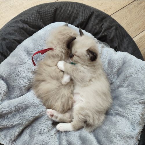 https://catterycasadekapel.be/wp-content/uploads/2025/05/kittens-samen-slapen.jpg