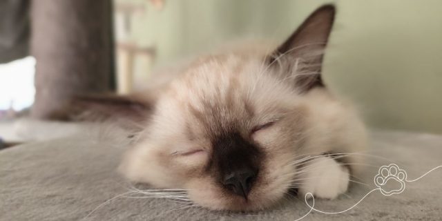 Je Ragdoll kitten wennen met de 3-3-3 regel