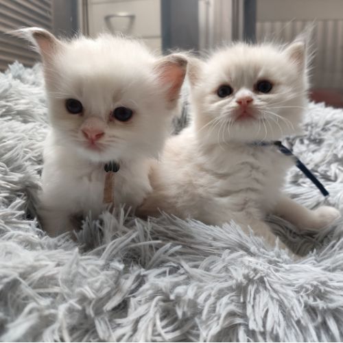 kitten blauw en bruin