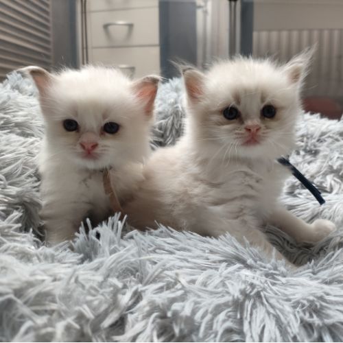 kitten blauw en bruin(1)