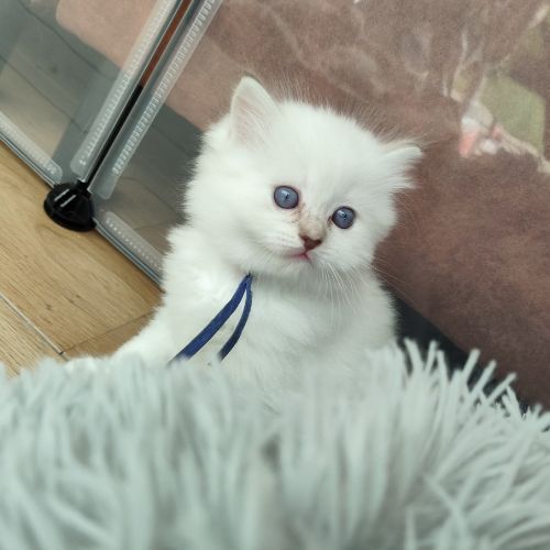 kitten blauw(11)