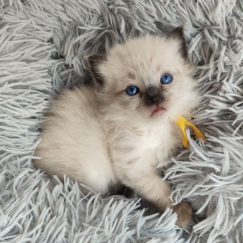 kitten geel(10)