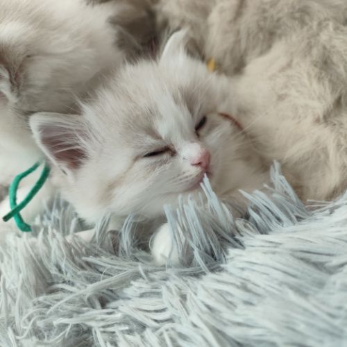 kitten oranje(6)